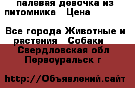 палевая девочка из питомника › Цена ­ 40 000 - Все города Животные и растения » Собаки   . Свердловская обл.,Первоуральск г.